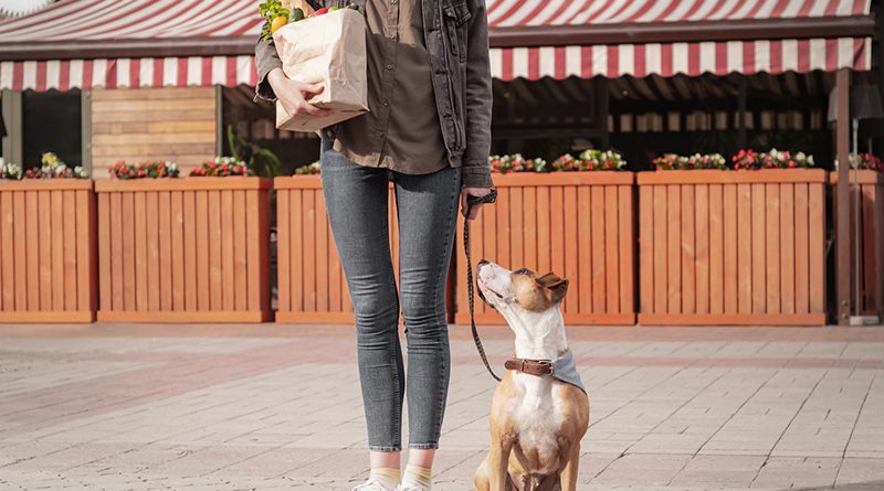 Artgerecht und verantwortungsbewusst: So gelingt vegane Ernährung für den Hund